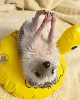 🌟 emoji ёжикиии🦔 Telegram sticker 24 of 32