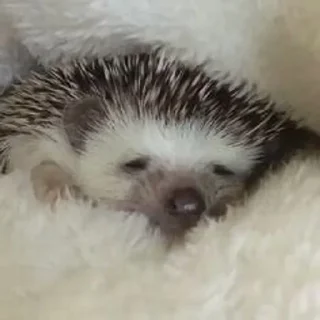 🌟 emoji ёжикиии🦔 Telegram sticker 14 of 32