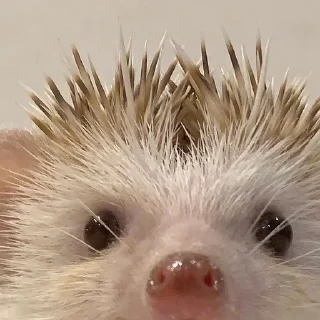 🌟 emoji ёжикиии🦔 Telegram sticker 7 of 32