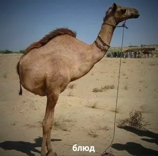 😆 emoji Чиtос-не трогать Telegram sticker 23 of 66