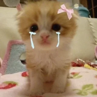 Sticker from котики на все случаи жизни