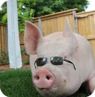 😎 emoji хрю 3 — від @shashluchok Telegram sticker 6 of 49