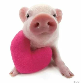 🌟 emoji mini pig🐷 Telegram sticker 5 of 13