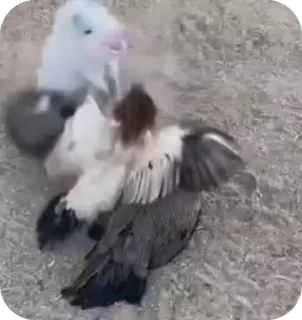 🐓 emoji хрю 3 — від @shashluchok Telegram sticker 21 of 49