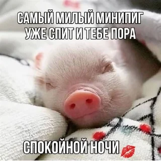 🌟 emoji mini pig🐷 Telegram sticker 8 of 13