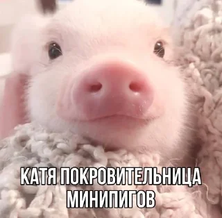 🌟 emoji mini pig🐷 Telegram sticker 12 of 13