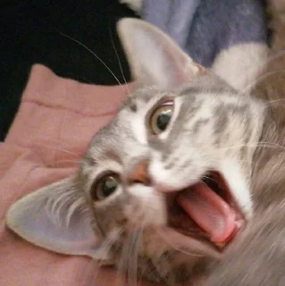 🥹 emoji Балконный окорок Telegram sticker 12 of 48