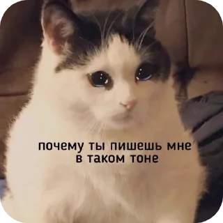 🐱 emoji ❦ Telegram sticker 21 of 24