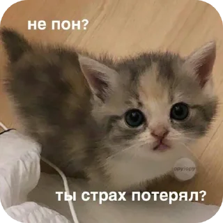 🐱 emoji ❦ Telegram sticker 17 of 24