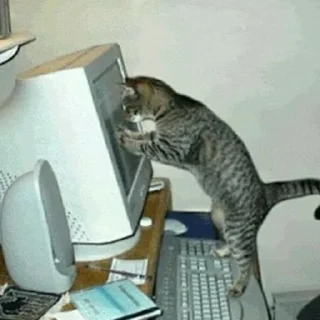 😱 emoji котята Telegram sticker 17 of 107