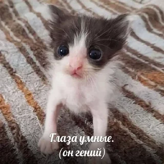 🥸 emoji котики рофлики Telegram sticker 12 of 85