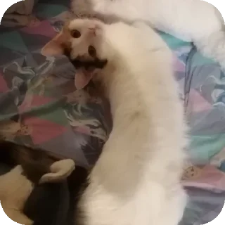 🐱 emoji Мой любимый котик Telegram sticker 23 of 25