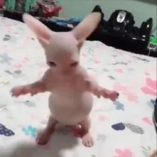 💃 emoji коты флока. Telegram sticker 7 of 89