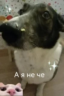 🌟 emoji Мявмяв Telegram sticker 7 of 81