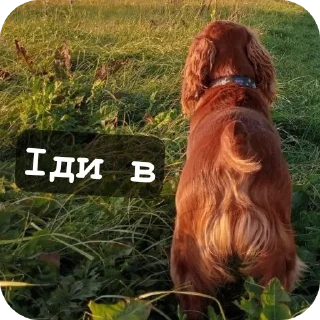 🐶 emoji Май бебі Telegram sticker 8 of 19