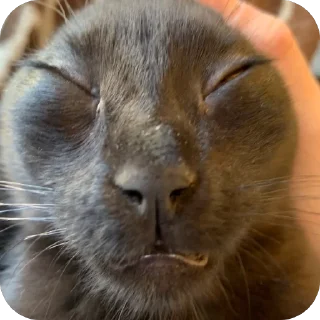🫥 emoji Гарик Гашишов Telegram sticker 7 of 46