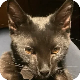 🫥 emoji Гарик Гашишов Telegram sticker 21 of 46
