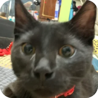 🫥 emoji Гарик Гашишов Telegram sticker 20 of 46