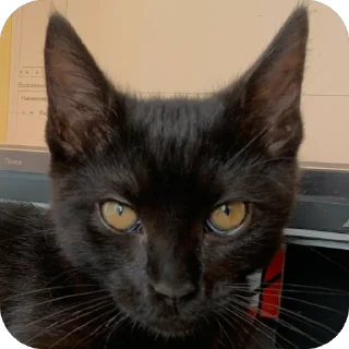 🫥 emoji Гарик Гашишов Telegram sticker 15 of 46