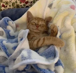 🫂 emoji котята Telegram sticker 12 of 36