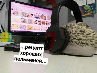 🥟 emoji Хренобус БЛОПТОП Telegram sticker 8 of 15