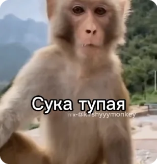 🌟 emoji Тгк-@kirshyyymonkey Telegram sticker 6 of 50