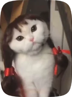 🐾 emoji Котики от вайфки!! @wifexxevablog Telegram sticker 6 of 15