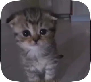 🐾 emoji Котики от вайфки!! @wifexxevablog Telegram sticker 15 of 15