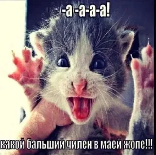 😺 emoji Котики чееел @pesenki_shani Telegram sticker 18 of 54