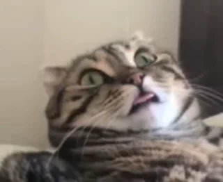 😵 emoji Котики || @Alyona_Ferfetsckaya Telegram sticker 14 of 15