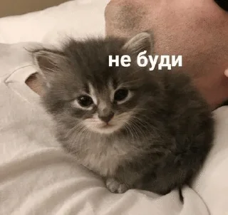 Sticker from КОТИКИ