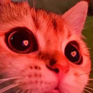 🌸 emoji котики от амины Telegram sticker 23 of 120