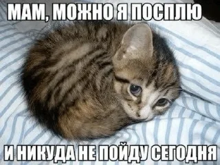 Sticker from КОТИКИ