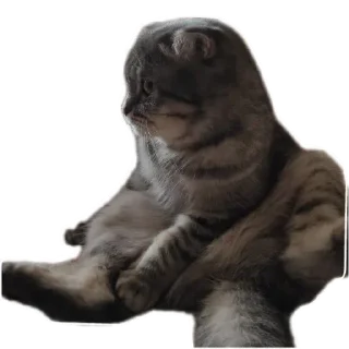🐱 emoji Ксюша Telegram sticker 10 of 58