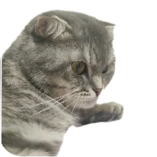 🐱 emoji Ксюша Telegram sticker 19 of 58