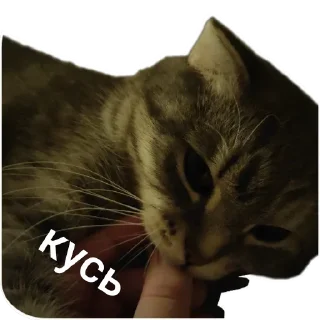 🐱 emoji Ксюша Telegram sticker 6 of 58