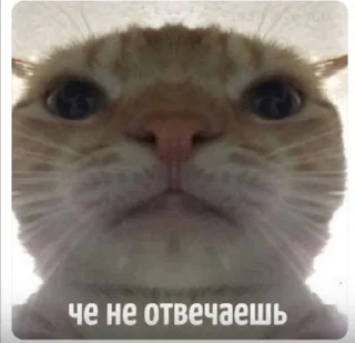 🤨 emoji мемы с котами Telegram sticker 24 of 25