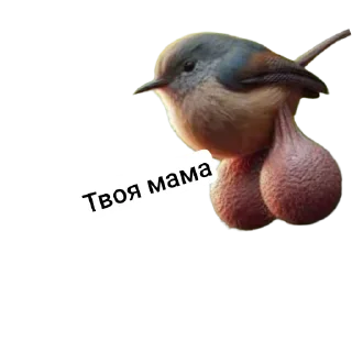 🐦 emoji Яйца Telegram sticker 24 of 48