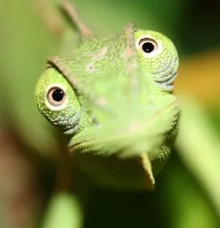 🌟 emoji 🦎 Quick Lizard Telegram sticker 14 of 26