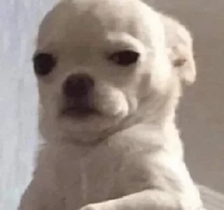 😐 emoji чихуашки 🤍 Telegram sticker 6 of 40