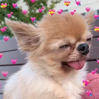 💗 emoji чихуашки 🤍 Telegram sticker 14 of 40
