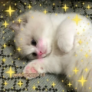 💗 emoji мяу Telegram sticker 16 of 83