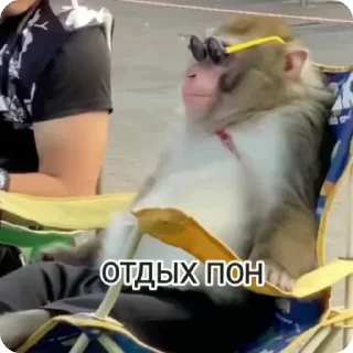 🌟 emoji Monkey пон Telegram sticker 21 of 38