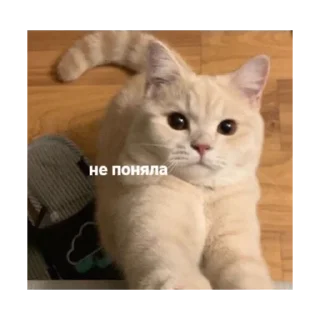 🤨 emoji мимими @stickersforyourlife Telegram sticker 20 of 20