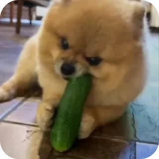 🥒 emoji ПОДПИШИСЬ НА @TRIXXOFFC ПЕСИКИ Telegram sticker 15 of 54