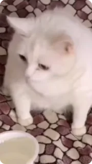 Sticker from Cats mem