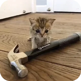 🔨 emoji Котенки Telegram sticker 15 of 49