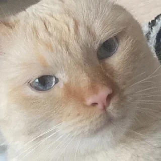 🤨 emoji Форсик Telegram sticker 7 of 25