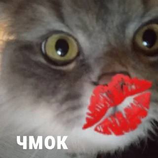 😘 emoji сэм&черныш Telegram sticker 7 of 9