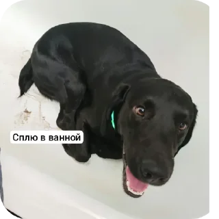 👍 emoji Черныш Telegram sticker 17 of 37